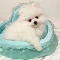 سگ فروش پامر A++ خرسی عروسکی زیر نظر دامپزشکی مجرب|سگ|اصفهان, جلفا|دیوار