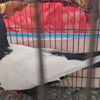 سینه ای و کل سفید