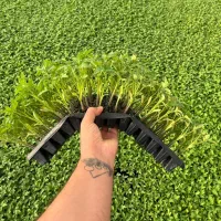 نشا3 گوجه گلخانه ای بادمجان قلم فلفل3تند