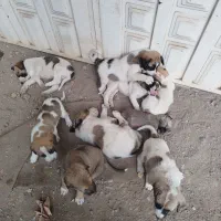 واگذاری توله سگ