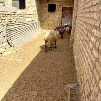 میش بره|حیوانات مزرعه|یزد, |دیوار