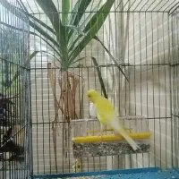 ماده قناری طلایی