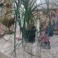 تعدادی گل زینتی