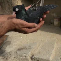 سیاه ابادانی