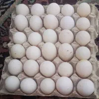 تخم اردک خوراکی 10 و نطفه دار13