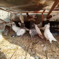 کبوتر اس.شهرستان .پرشی ساعت بالا .تضمینی|پرنده|آمل, |دیوار