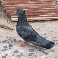 کبوتر چویینی یا سبز بوشهری ماده