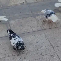 کفتر کبوتر