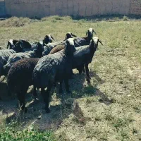 میش شال ابستن