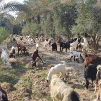 فروش گله بز|حیوانات مزرعه|بهبهان, |دیوار