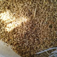 گندم و کاه سفید|حیوانات مزرعه|طسوج, |دیوار