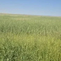 280-هکتار-زمین-کشاورزی-باچاه-عمیق-فروشی