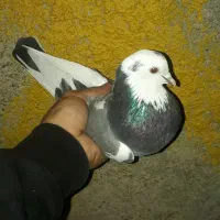 کبوتر پرشی *گرفتنی|پرنده|تهران, ترمینال جنوب|دیوار