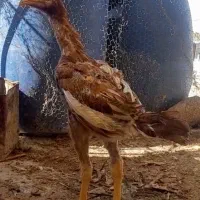 جوجه خروس لاری افغان معاوضه با مرغ لاری