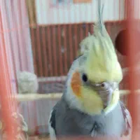 عروس هلندی جفت ۴تخم|پرنده|دامغان, |دیوار