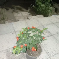 گل گیاه|گل و گیاه طبیعی|سبزوار, پیروزی|دیوار