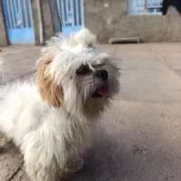 فروشی|سگ|چگنی, |دیوار