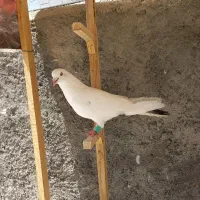 کفتر تهرانی نر