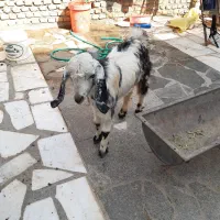 کهره نر