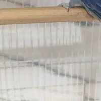 طوطی برزیلی