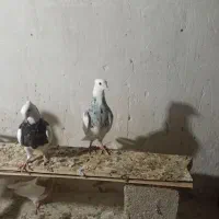 تعداد کبوتر