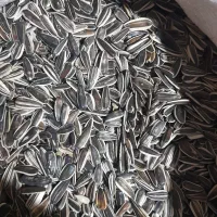 تخمه‌افتاب‌گردون‌