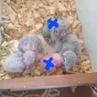 ۳تاجوجه گرینچیک