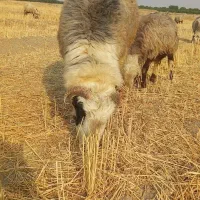 سلام وعرض ادب 2عدد ق. چ|حیوانات مزرعه|شیراز, بازار|دیوار