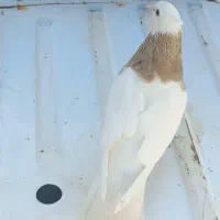 طوقی|پرنده|اهواز, بهارستان|دیوار