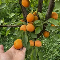 نمایندگی رسمی نهال میوه در غرب نهال|خدمات باغبانی و درختکاری|بروجرد, |دیوار