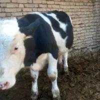 سلام جوانه سیمین تال قیمت ۸۶ گرمابی