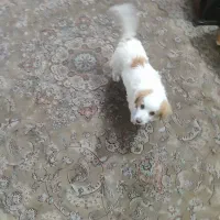 سگ .|سگ|تهران, طیب|دیوار