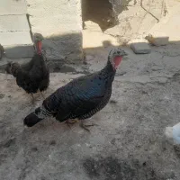 بوقلمون ماده