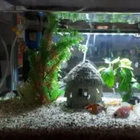 آکواریوم|لوازم جانبی حیوانات|اصفهان, ارغوانیه|دیوار