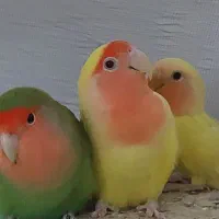 طوطی برزیلی|پرنده|نسیمشهر, |دیوار