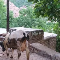 گاو فروشی