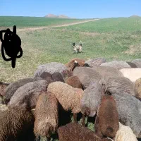 سگ قدرجانی نر ۱ساله