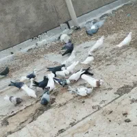 کبوتر|پرنده|جونقان, |دیوار