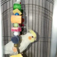پرنده