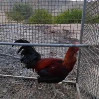 خروس لاری جوان