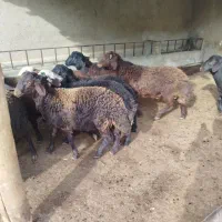 نر بره چاق|حیوانات مزرعه|آزادشهر, |دیوار