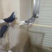 یک جفت کبوتر شازده پشتار تضمینی