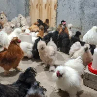 جوجه ابریشمی ۱ ماهه