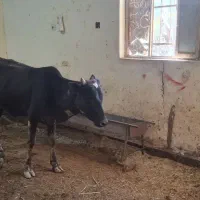 یک عدد گوساله نر