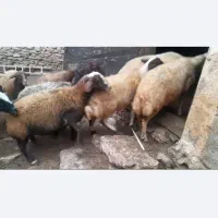گوسفند سر
