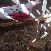 تعداد۱۰عدد کبوترجوان