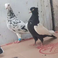 پرستویی ،سینه ای نوک سفید|پرنده|خورموج, |دیوار