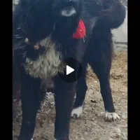 سگ گله