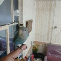 طوطی برزیلی مشکی  مرغ عشق نر و ماده|پرنده|اهواز, اسلام آباد شرقی|دیوار