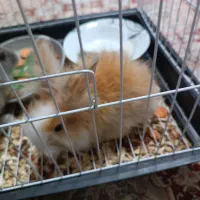 خرگوش لوپ|موش و خرگوش|مشهد, شهرک مهرگان|دیوار